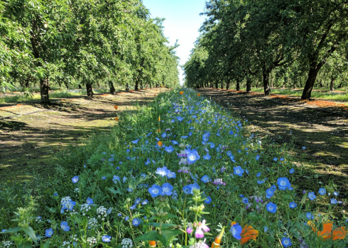 Cover crop blooms in an orchard (Photo: Xerces Society)