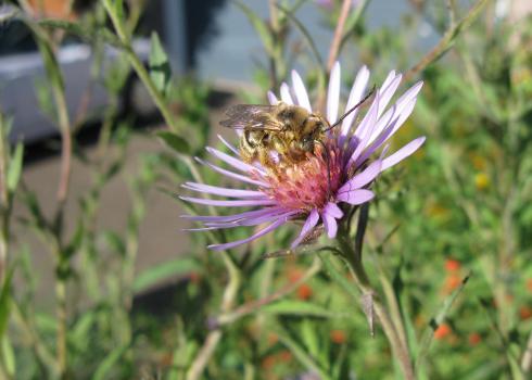 melissodes bee on flower 