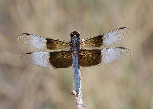 Widow skimmer, photographed by Bryan E. Reynolds