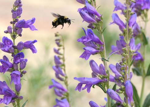Bumble bee flies from flower to flower along the Santa Fe Pollinator Trail