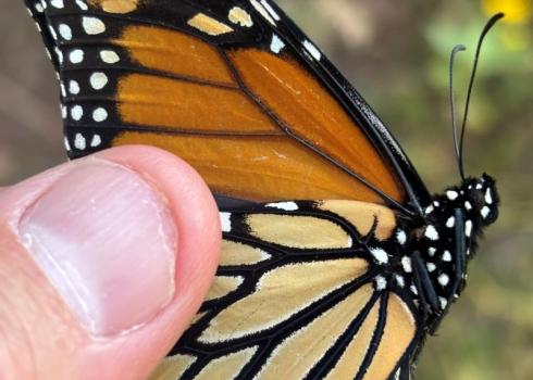 Closeup of a thumb holding female monarch butterfly XSTI009 (c. Ray Moranz, Xerces Society)