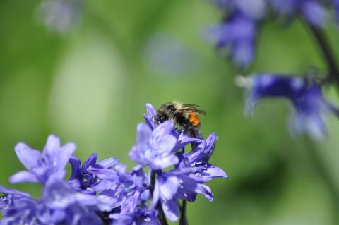 Bumble bee on flower