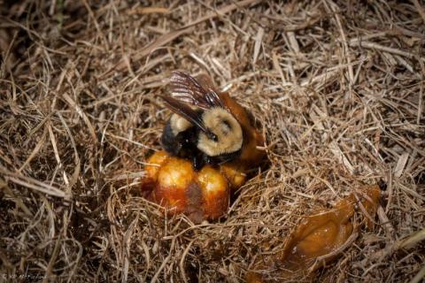 Bombus griseocollis on nest (Kent McFarland Flickr CC 2.0)