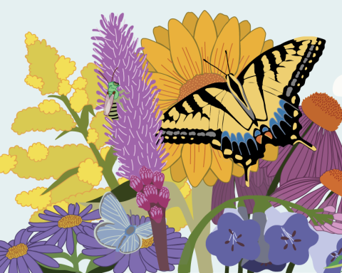 Colorful illustration of a swallowtail butterfly and native flowers