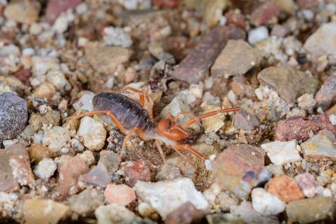 Close-up of a solifuge (camel spider) on sandy, rocky ground, showing its orange head, large forward-facing jaws, and segmented body