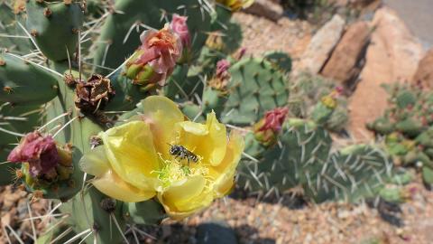 Close-up of a yellow prickly pear cactus flower in bloom with a small bee collecting pollen at its center, surrounded by green spiny pads and several pinkish, partially wilted blossoms in a rocky desert landscape