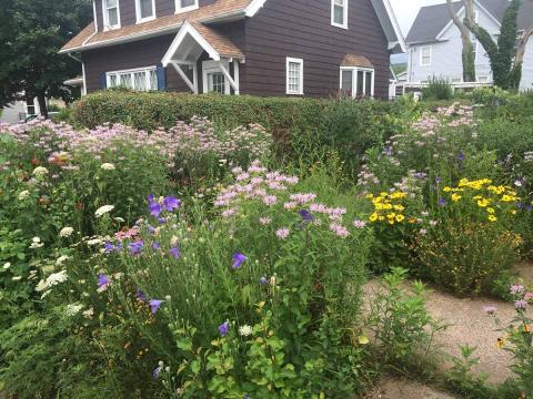 Alt text: A front yard converted into a lush flowering meadow, with pink, purple, yellow, and white blooms growing along a walkway in front of a house