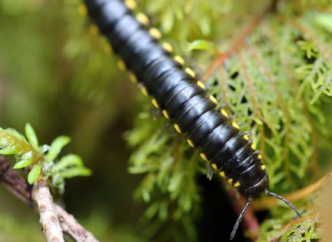 A yellow-spotted millipede crawls across green moss and a small branch, its glossy black segmented body with bright yellow spots visible in close-up detail