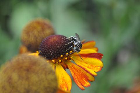 A female Helenium autumnale on a flower in Oregon