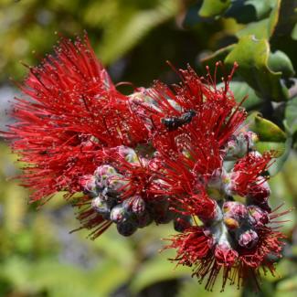 yellow faced bees