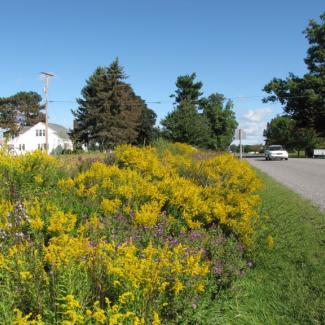 roadside