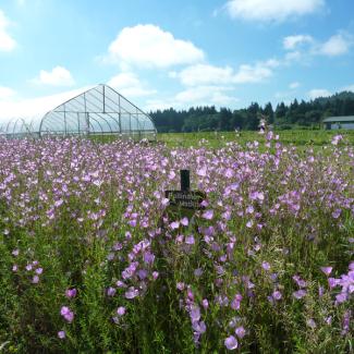 pollinator habitat