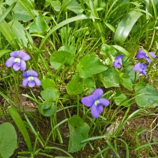 violets