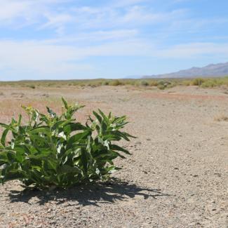 asclepias erosa