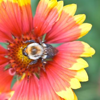 gaillardia
