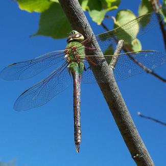 dragonfly