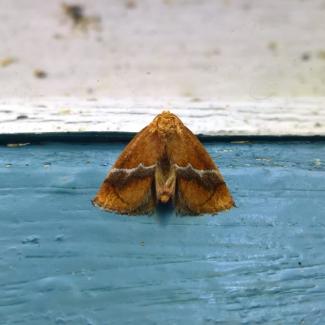 moth