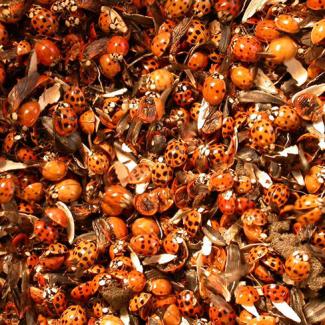 asian lady beetles