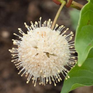 button bush