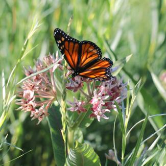 monarch