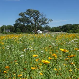meadow