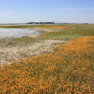 ca central valley