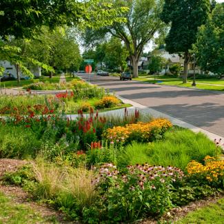 rain garden