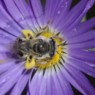 A fuzzy, gray and black bee collects pollen from a purple flower.