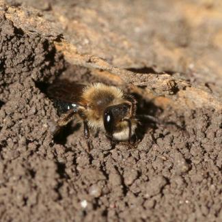 A fuzzy bee with big, shiny eyes peers out of a hole in bare dirt.