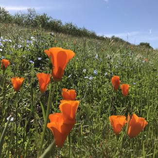 Red-orange poppies pepper a verdant hillside.