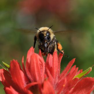 A high country bumble bee (Bombus kirbiellus) looks directly at the camera, wings blurred, as it perches atop the red petals of a paintbrush blossom.