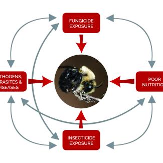 A diagram shows various interacting stressors that can impact bees and other pollinators, including fungicides.
