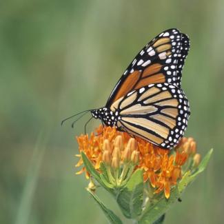 An orange and black monarch nectars on the orange flowers of butterfly milkweed (Asclepias tuberosa).