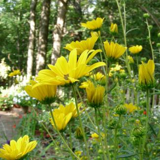 Bright yellow flowers reach upwards in this low-angle shot.