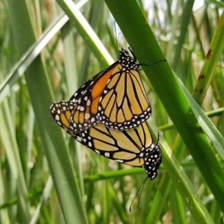 Two monarchs' wings overlap as they stand back end to back end, mating.