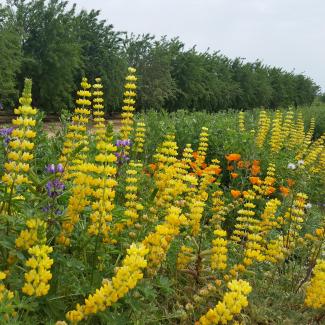 Brightly colored pollinator plants burst from a vibrant hedgerow running alongside an orchard.