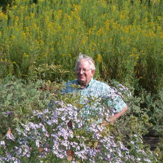 A man stands among flowering shrubs that nearly dwarf and obscure him, and that are filled with nectaring monarchs!