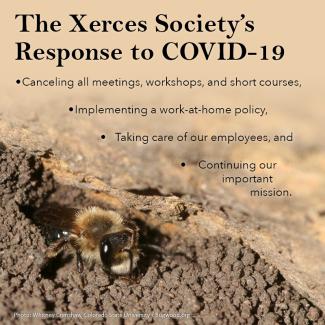 In this graphic, a bee peeks out of a hole in loose dirt. The text says, "The Xerces Society's Response to COVID-19," and lists the points outlined in this blog post.