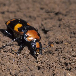 American burying beetle in soil