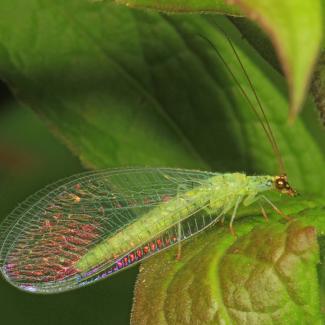 An adult green lacewing sitting on a leaf. In addition to its bright green body, this insect's wings and eyes are both iridescent, giving them a shimmering rainbow quality. Lacewings are excellent predators of aphids.