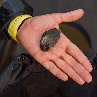 Person holding a freshwater mussel over a stream