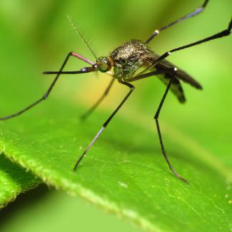 Mosquito on a leaf