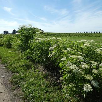 A farm hedgerow: a row of varying flowering plants planted on the edge of a large crop field