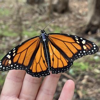 Closeup of monarch butterfly with radio tag on a volunteer's hand. Photo: Elena Oey/ Point Blue