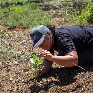 A Xerces staff member checking a recently planted milkweed plant.