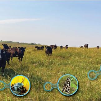 A herd of cattle grazing in a prairie. Inset photos highlight the wildflowers amongst the grasses, and the bees and butterflies that are feeding on these flowers.