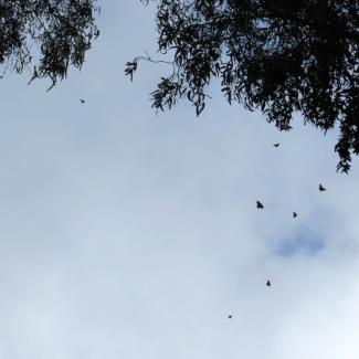 7 western monarchs fly overhead near their overwintering trees