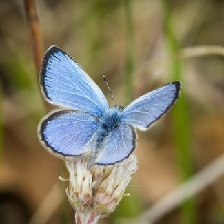 A blue butterfly with dark-edged wings rests on a pale flower against a softly blurred grassy background
