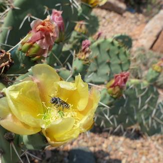 Close-up of a yellow prickly pear cactus flower in bloom with a small bee collecting pollen at its center, surrounded by green spiny pads and several pinkish, partially wilted blossoms in a rocky desert landscape