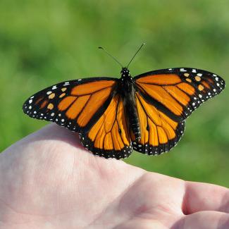 A monarch butterfly resting on a person's hand, with its wings spread wide.